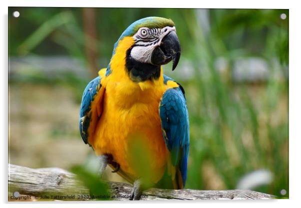 Macaw parrot sitting on a branch  Acrylic by Julie Tattersfield