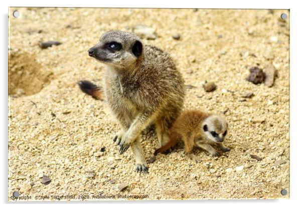Meerkat and pup Acrylic by Julie Tattersfield