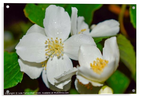 Flower with glistening rain drops Acrylic by Julie Tattersfield