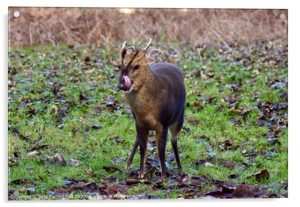 A Muntjac deer in the forest Acrylic by Julie Tattersfield