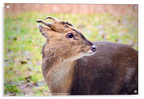 Muntjac deer  Acrylic by Julie Tattersfield