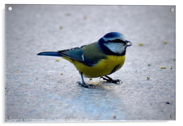 Blue tit enjoying the seed Acrylic by Julie Tattersfield