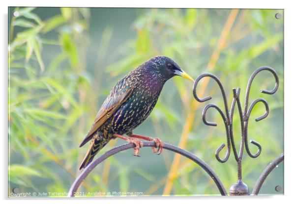 Starling bird perched showing its true colours Acrylic by Julie Tattersfield