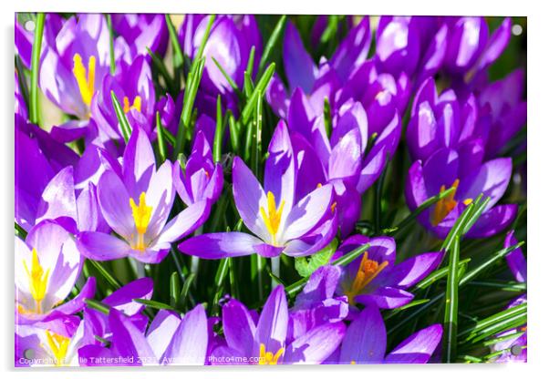 crocus, the beginning of spring Acrylic by Julie Tattersfield
