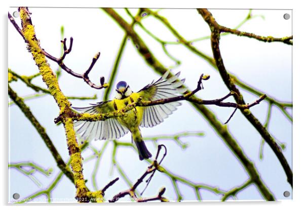 Blue Tit showing off its fabulous wings Acrylic by Julie Tattersfield