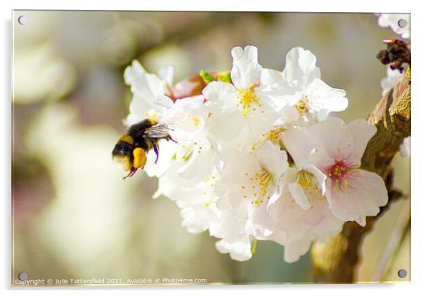 Hungry bee enjoying stunning blossom Acrylic by Julie Tattersfield