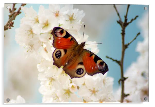 Peacock butterfly enjoying spring blossom Acrylic by Julie Tattersfield
