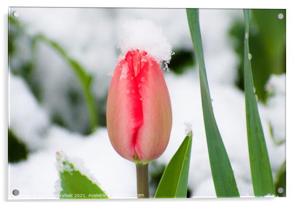 pink tulip in the spring snow Acrylic by Julie Tattersfield