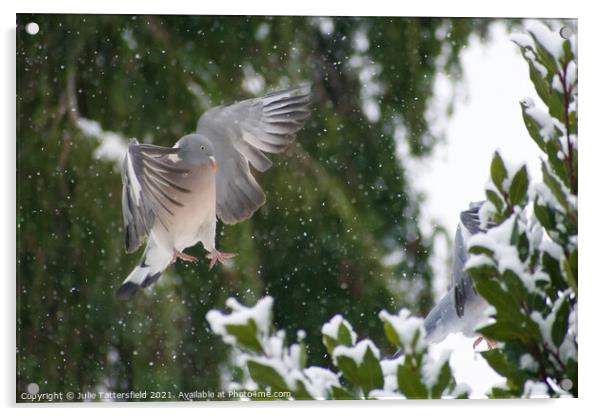 Pigeon showing off the snow Acrylic by Julie Tattersfield