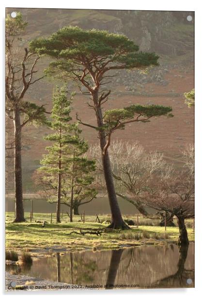 Buttermere Lake District Acrylic by David Thompson