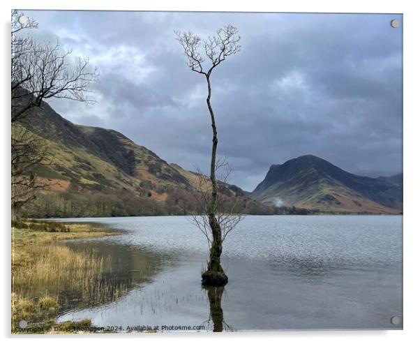 Buttermere Lone Tree Acrylic by David Thompson