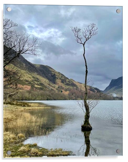 Lone tree Buttermere Acrylic by David Thompson