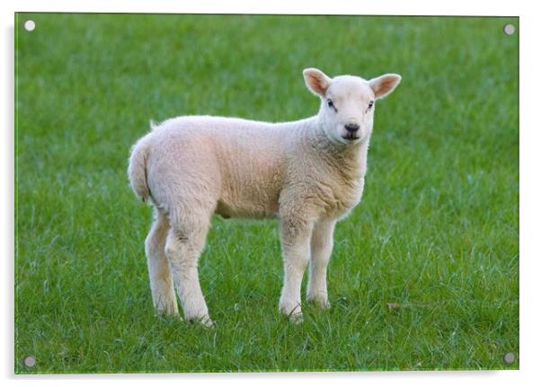 Lamb Mitford Northumberland  Acrylic by David Thompson