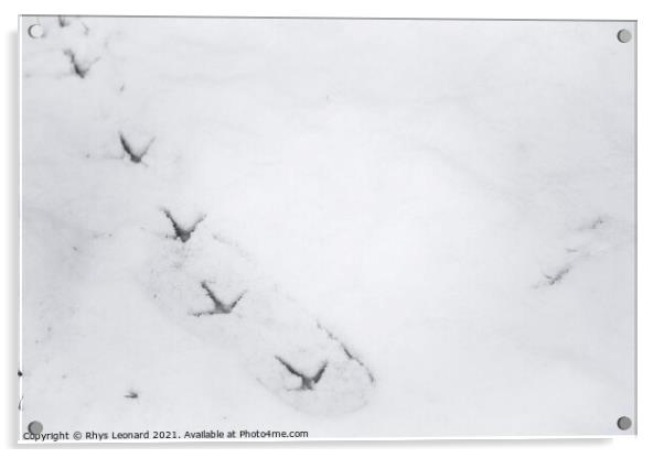 Background snow texture, with fresh pheasant footprint trail Acrylic by Rhys Leonard