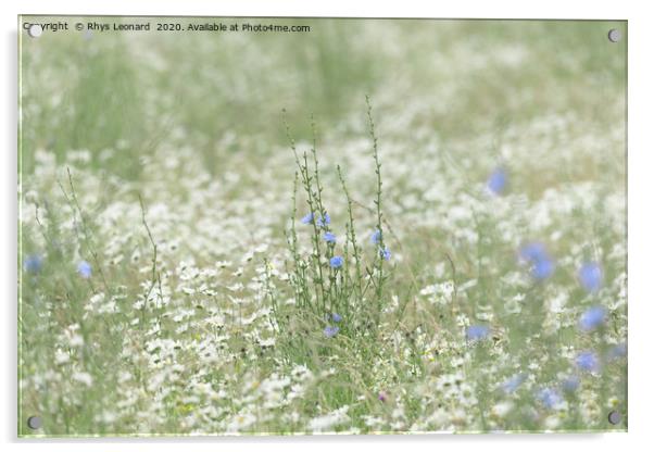 Blue patch of wild chicory flower in a meadow Acrylic by Rhys Leonard
