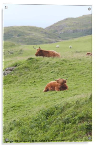 Portrait two male highland cattle bulls lye amongst windswept grass Acrylic by Rhys Leonard