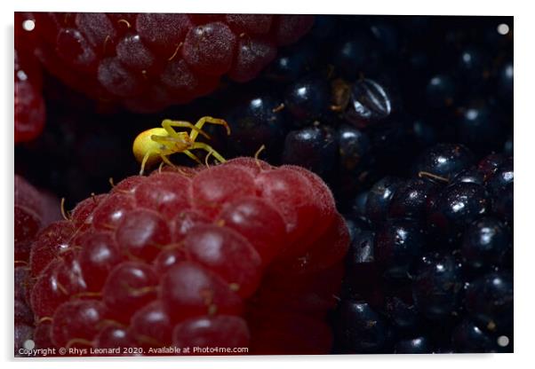 Yellow sac black footed spider covered in berry juice on a raspberry. Acrylic by Rhys Leonard