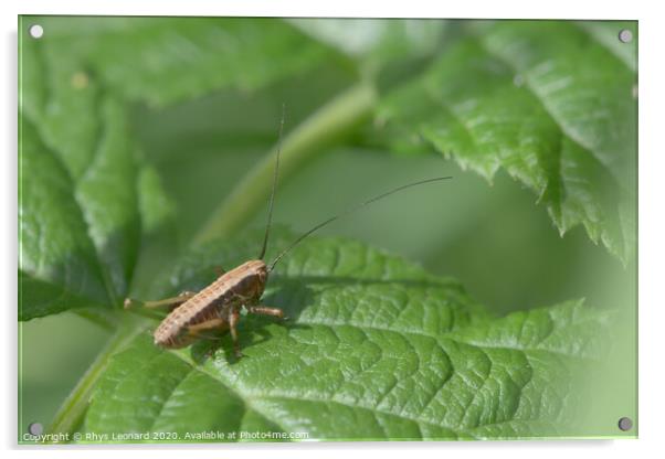 Medium shot of a dark bush cricket on a raspberry plant leaf Acrylic by Rhys Leonard