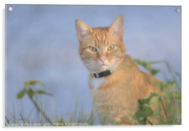 Orange tabby cat amongst undergrowth stares at camera Acrylic by Rhys Leonard