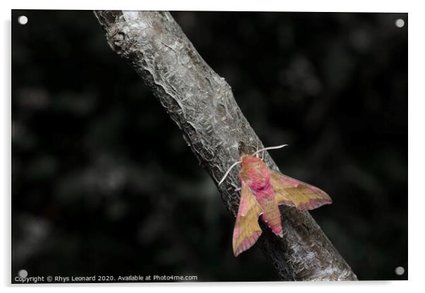 Small elephant hawk moth colors pop as it meets an ant on a grey and brown barked branch. Acrylic by Rhys Leonard