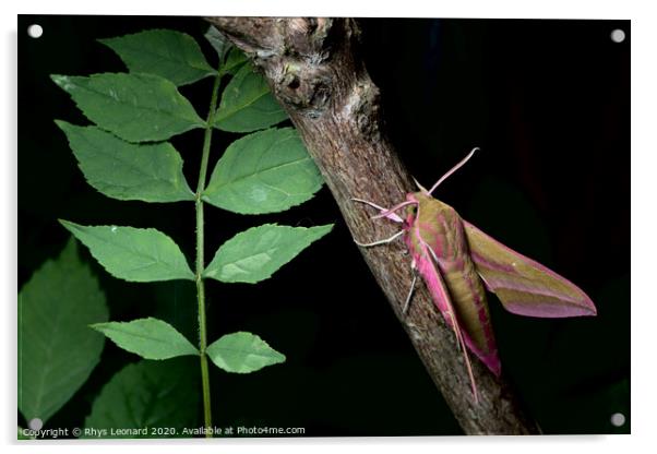 Large elephant hawk-moth perches on a red barked branch, adjacent to young green leaves. Acrylic by Rhys Leonard