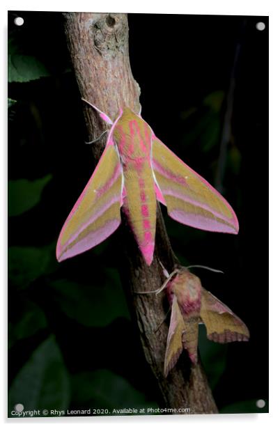 Large and small colorful elephant hawk moth side by side for comparison Acrylic by Rhys Leonard