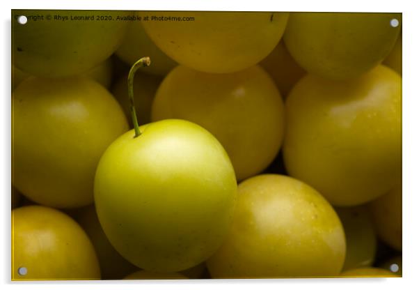 Yellow mirabelle plums harvested, lit from top Acrylic by Rhys Leonard