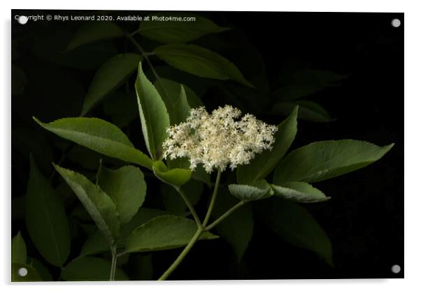 Elderberry plant flowers on dark background Acrylic by Rhys Leonard