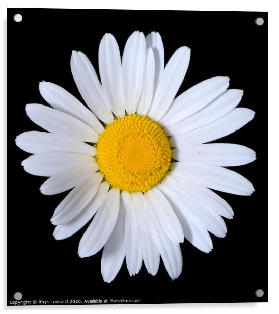 A single shasta daisy flower on a pure black backg Acrylic by Rhys Leonard