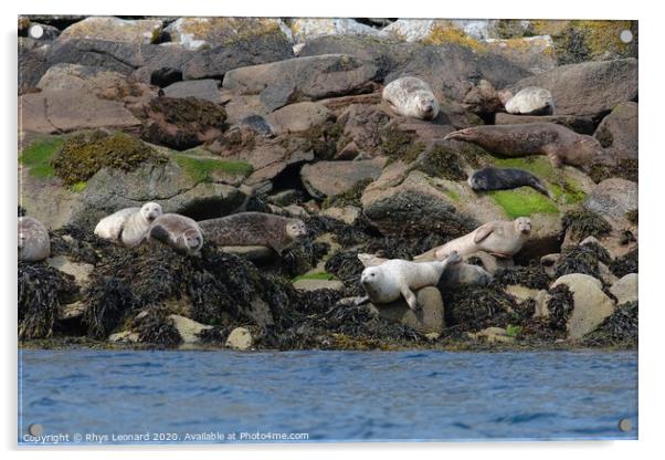 Seals on rocks off the west coast of the Isle of Raasay Acrylic by Rhys Leonard