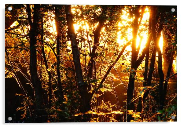                        Sunrise through the woods   Acrylic by kayden woodthorpe