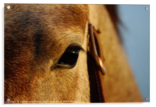 Sunrise in the eye of a horse  Acrylic by kayden woodthorpe