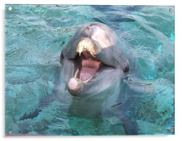 Dolphin  Acrylic by Tim Duck