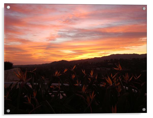 Californian Sunset  Acrylic by Tim Duck