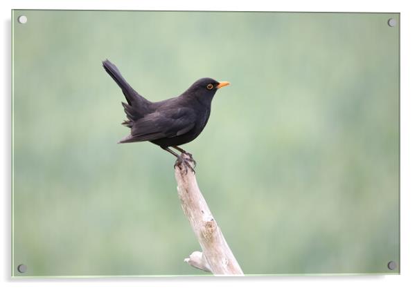 Blackbird Acrylic by Philip Hawkins