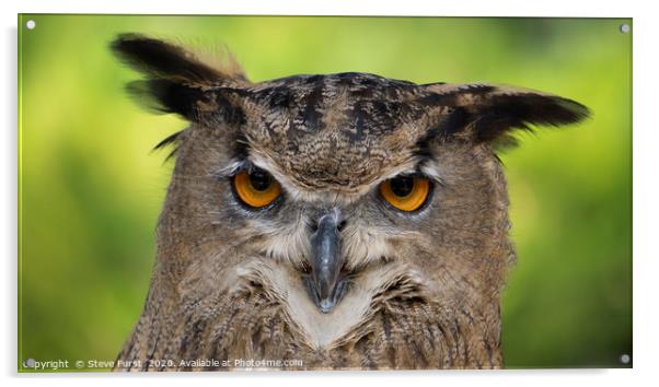 The Owl Acrylic by Steve Furst