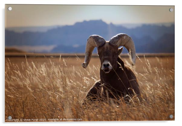 A big horned sheep basking in the sun Acrylic by Steve Furst