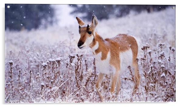 Winter wonderland prong horn. Acrylic by Steve Furst