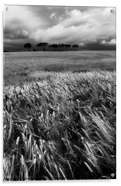 Cereal field and trees. Vertical. BW Acrylic by Vicente Sargues