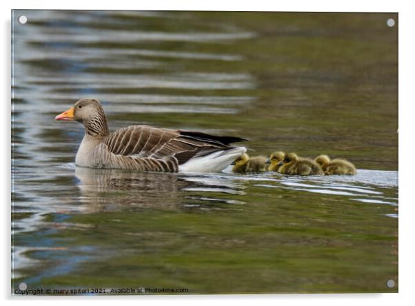 Greylag Goose with Goslings Acrylic by mary spiteri