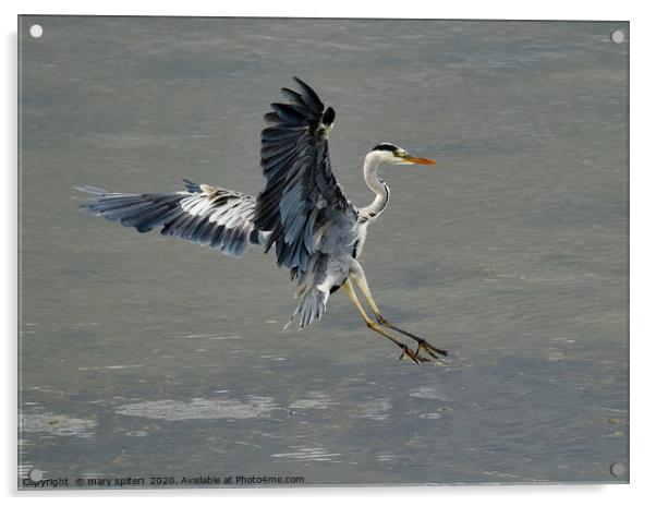 Swooping Heron about to land Acrylic by mary spiteri