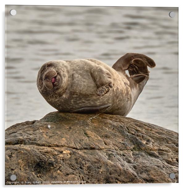 The Happy Seal -  Gruinard Bay Acrylic by mary spiteri