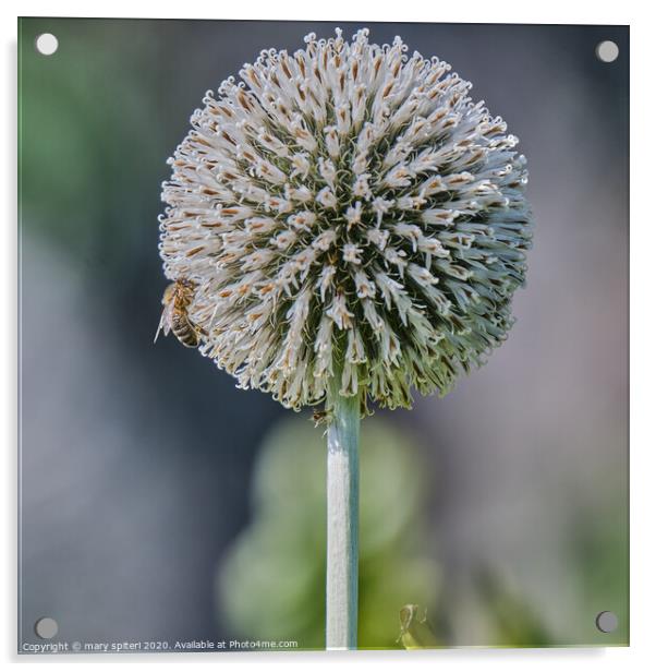 Bee on Allium Acrylic by mary spiteri