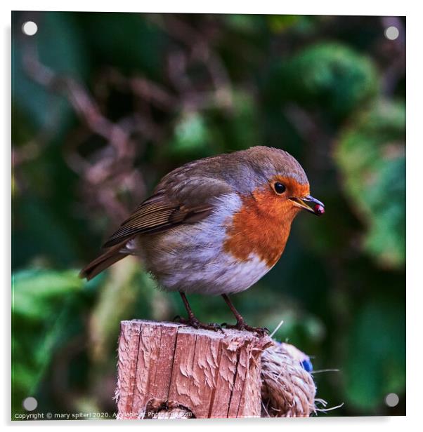 Robin redbreast perched on top of a wooden post wi Acrylic by mary spiteri