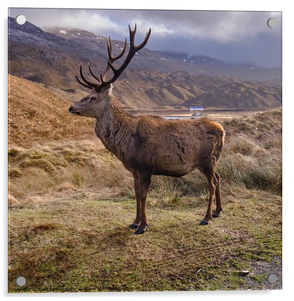 King of the Highlands, Ling Hut at Torridon Acrylic by mary spiteri