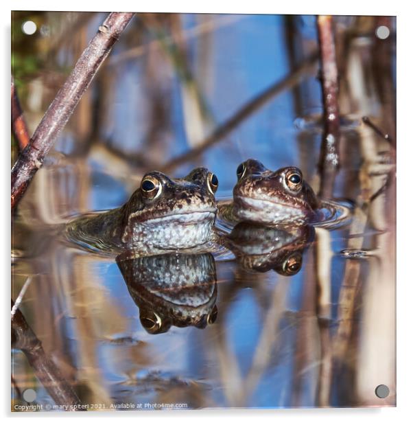 Beautiful pair of frogs with their perfect reflections Acrylic by mary spiteri