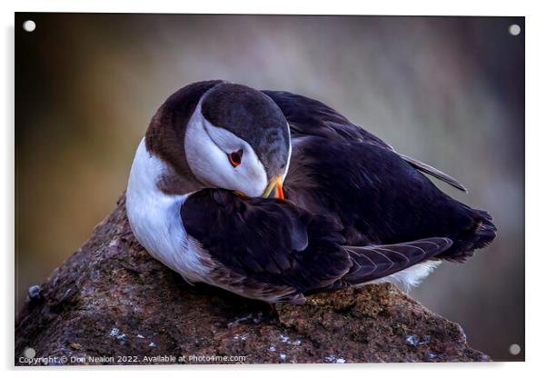 Serenity of a North Atlantic Puffin Acrylic by Don Nealon