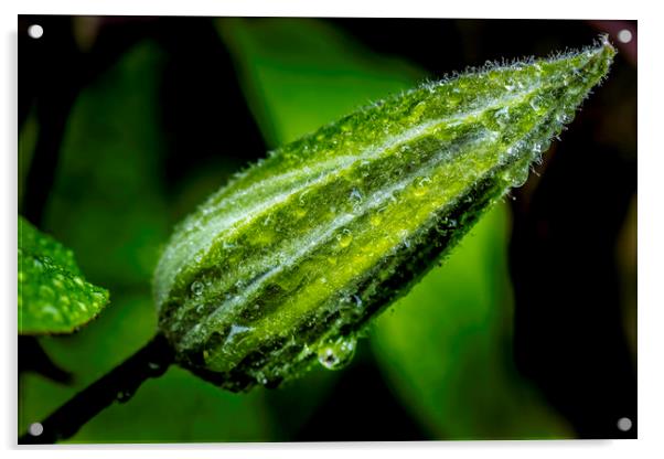 Glistening Dewdrops on a Clematis Bud Acrylic by Don Nealon