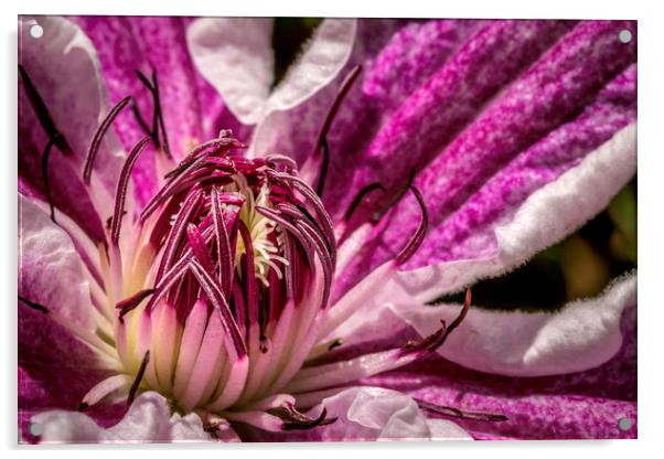 Enchanting Clematis Blossom Acrylic by Don Nealon