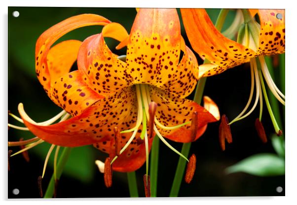 Fiery Tiger Lily Acrylic by Don Nealon